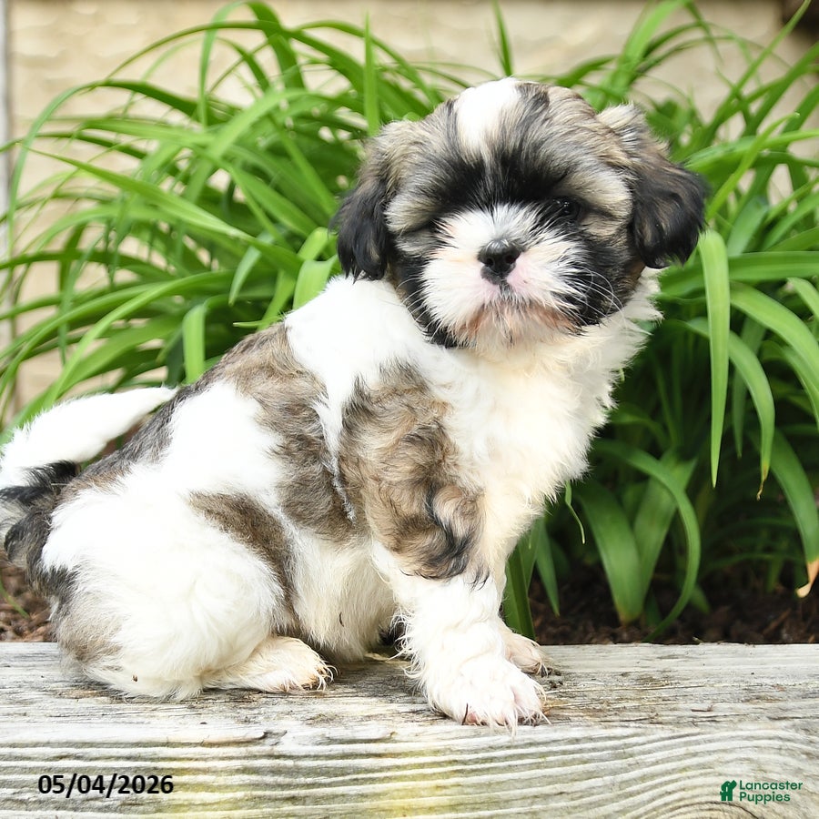 Shih Tzu dogs Hannah - Ad 2