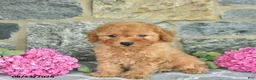 Miniature Poodle dogs for sale: Isaac  - Ad 5