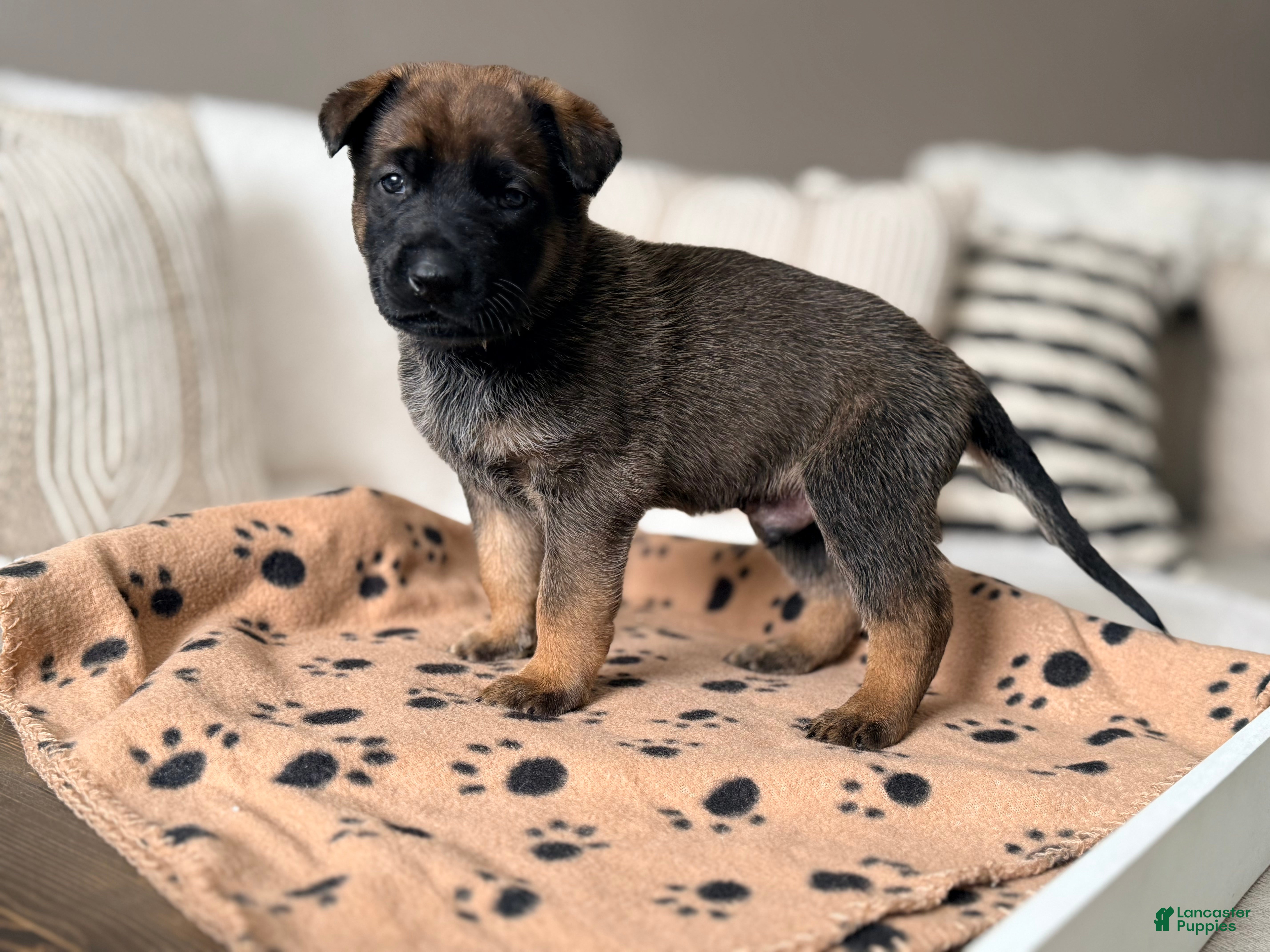 Mixed Breed dogs Mixed Breed Puppy 4 - Ad 20
