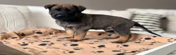 Mixed Breed dogs for sale: Mixed Breed Puppy 4 - Ad 1