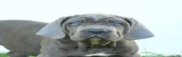 Cane Corso dogs for sale: Rookie - Ad 3