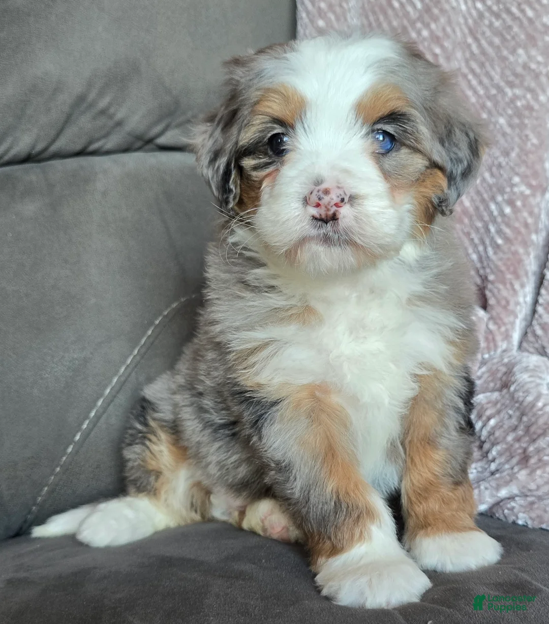 Mini Bernedoodle dogs for sale: Mini Oakley - Ad 10