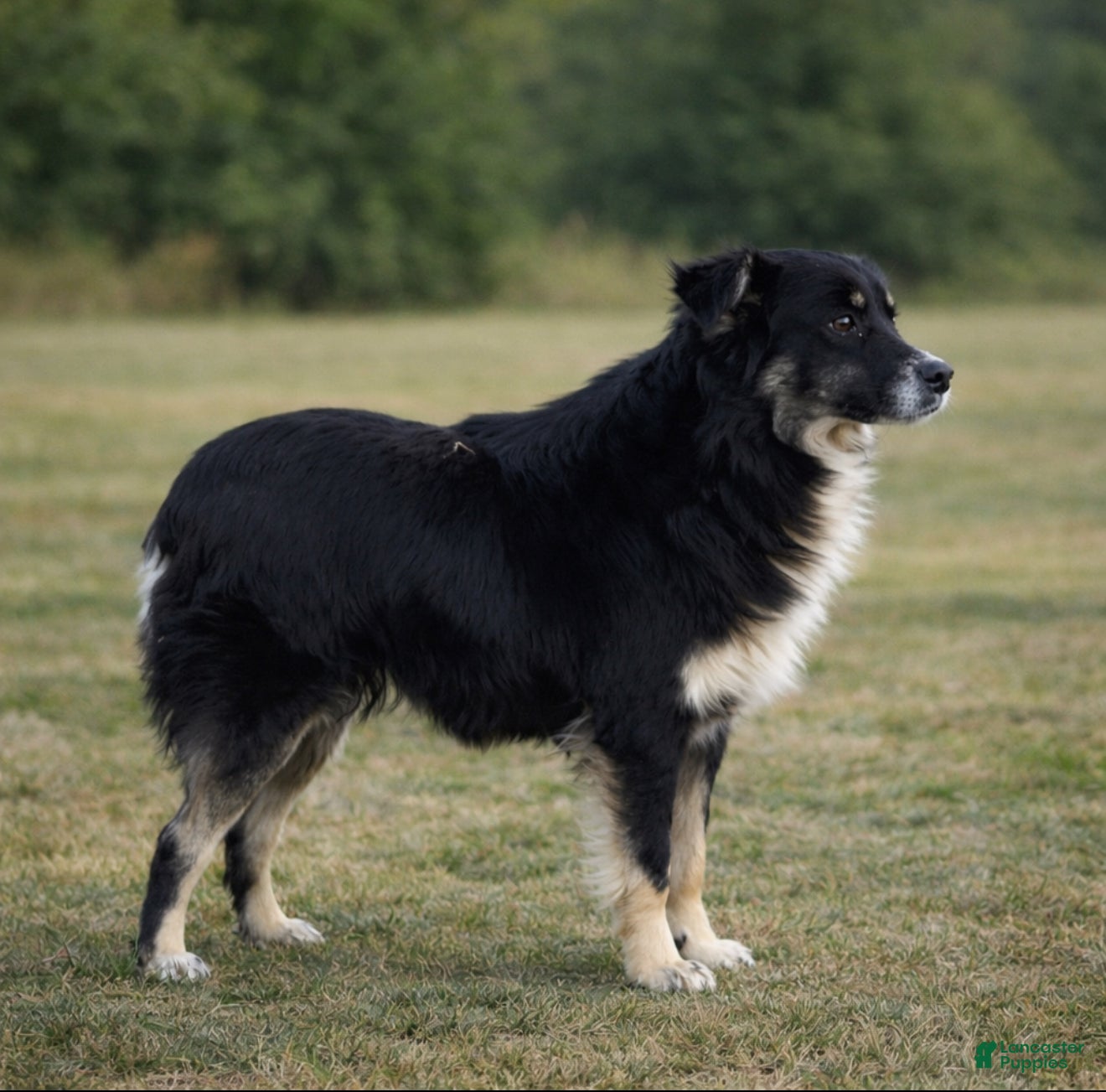 Mixed Breed dogs Mixed Breed Puppy 4 - Ad 2