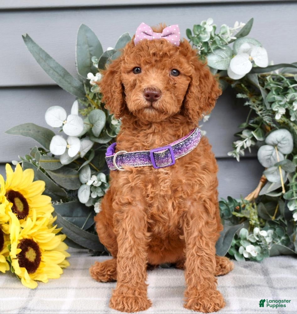 Standard Poodle dogs Rosie - Ad 2