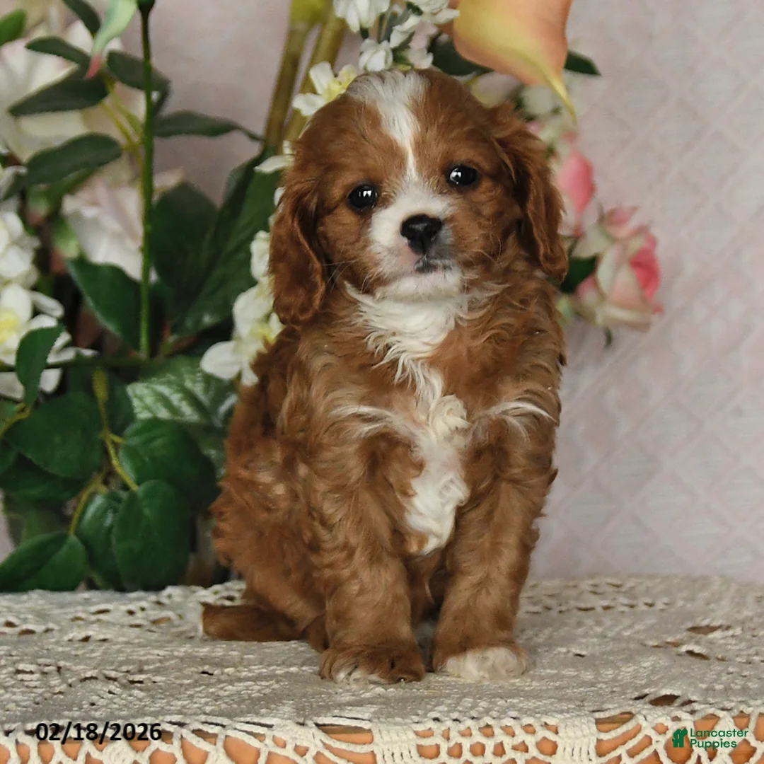 Cavapoo dogs for sale: Kathryn - Ad 4