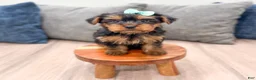 Yorkshire Terrier dogs for sale: Maggie - Ad 3
