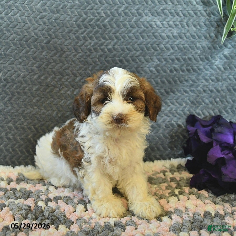 Maltipoo dogs Lindsey  - Ad 2