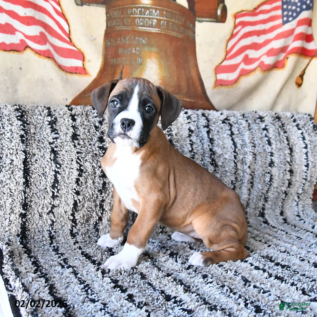 Boxer dogs for sale: Blossom - Ad 3