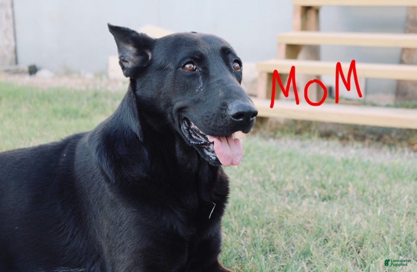 Mixed Breed dogs for sale: Mixed Breed Puppy 1 - Ad 2