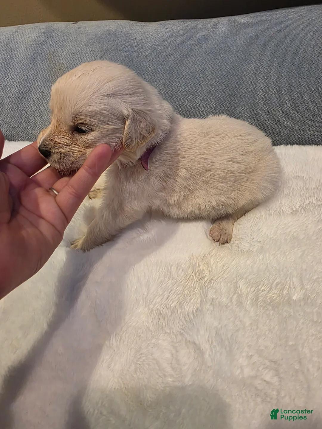Golden Retriever dogs for sale: Baby girl dark pink. - Ad 2
