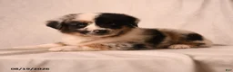 Miniature Australian Shepherd dogs for sale: Pippin - Ad 3
