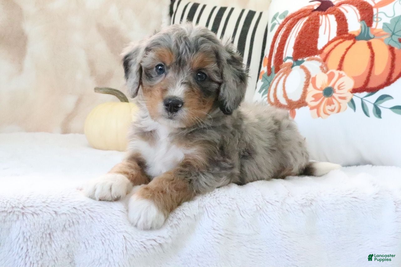 Mini Bernedoodle dogs Sandy - Ad 1