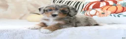 Mini Bernedoodle dogs for sale: Sandy - Ad 1