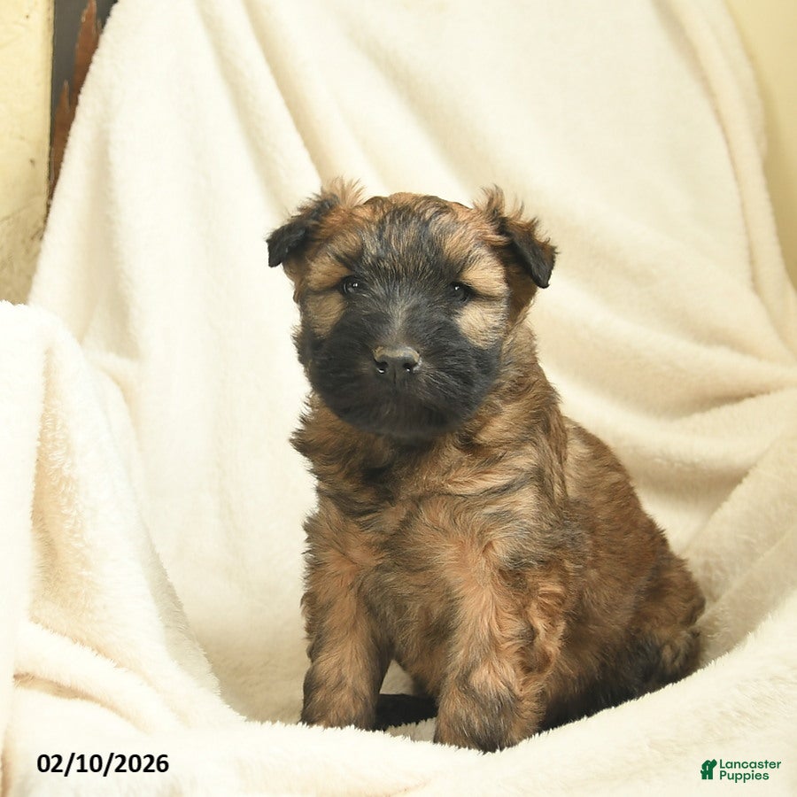 Soft Coated Wheaten Terrier dogs Theo  - Ad 32