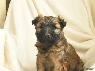 Soft Coated Wheaten Terrier dogs Theo - Ad 32