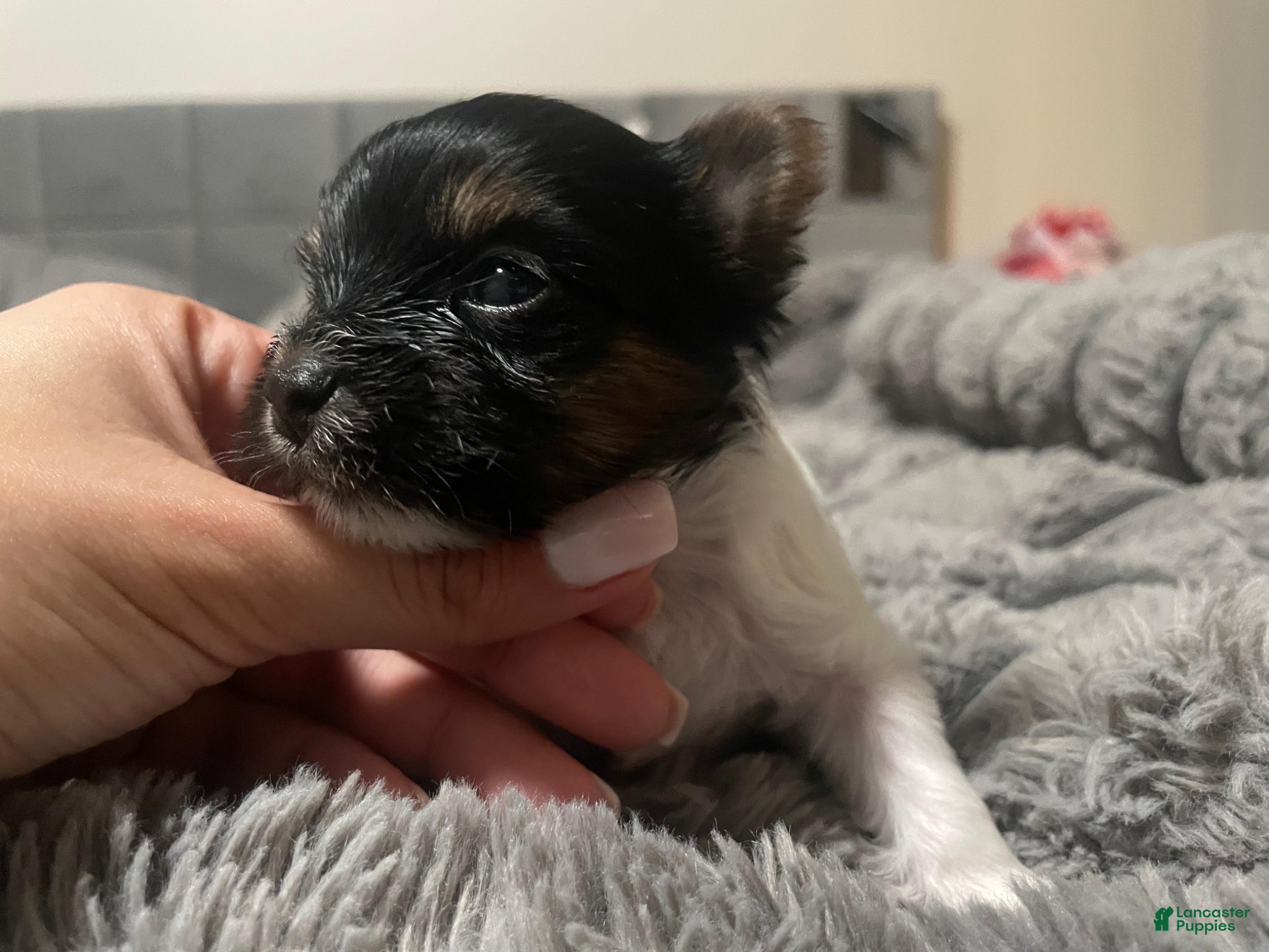 Yorkshire Terrier dogs Yorkshire Terrier Puppy 1 - Ad 4