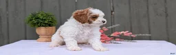 Miniature Poodle dogs for sale: Axel - Ad 5