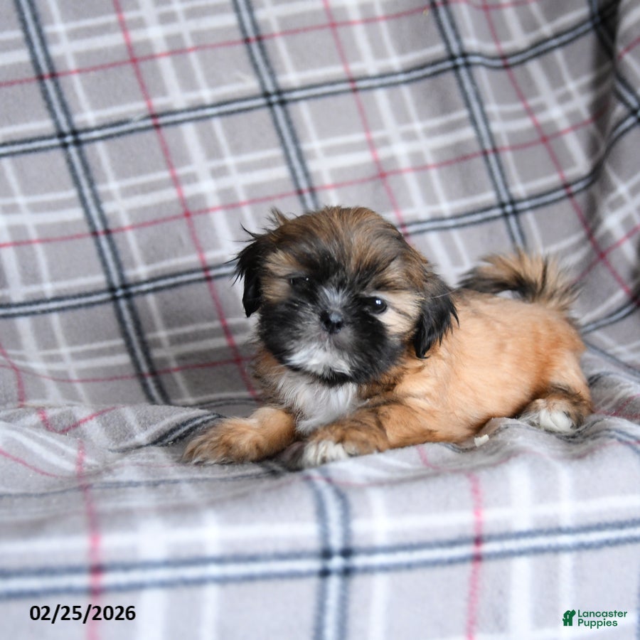 Shih Tzu dogs Sandy - Ad 2