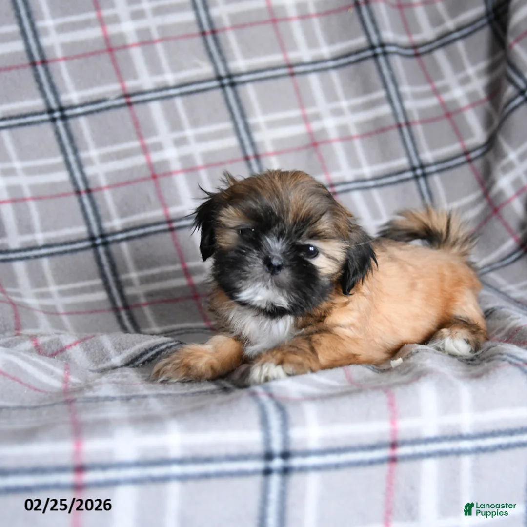 Shih Tzu dogs for sale: Sandy - Ad 2