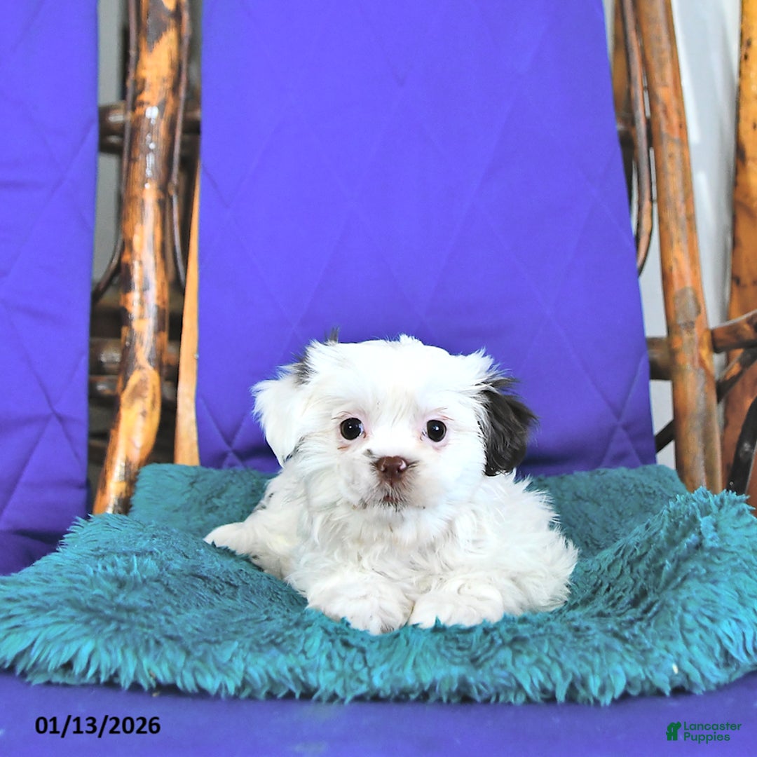 Shih Tzu dogs for sale: Fern - Ad 3