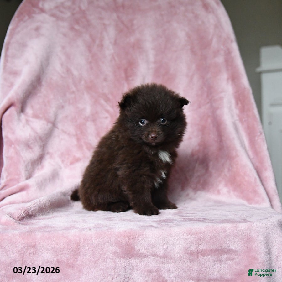 Pomeranian dogs Oliver - Ad 1