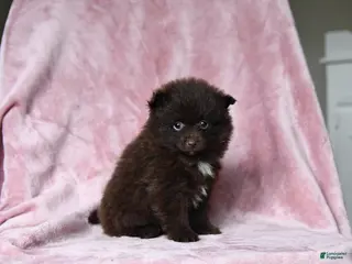 Pomeranian dogs for sale: Oliver - Ad 2