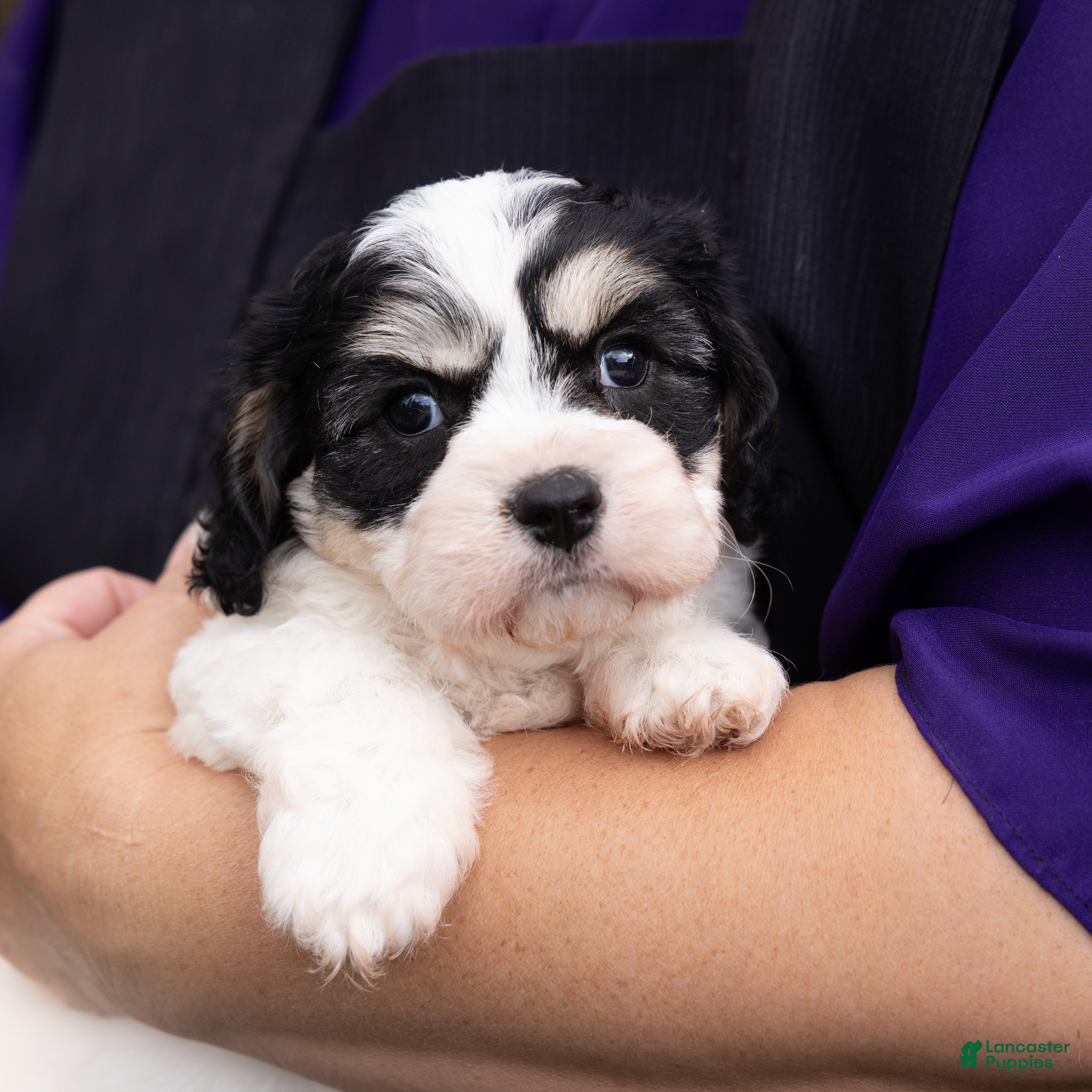 Cavachon dogs Rose - Ad 1