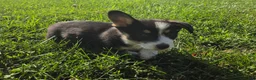 Mixed Breed dogs for sale: Jackie - Ad 3