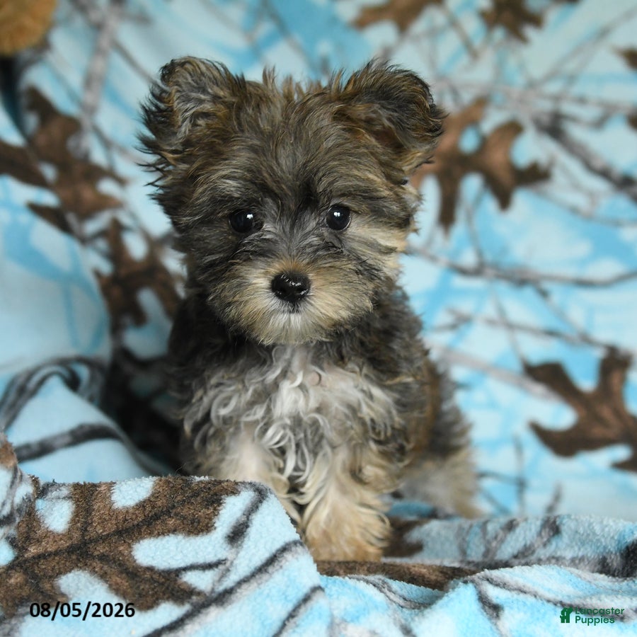 Morkie dogs Zoe - Ad 1