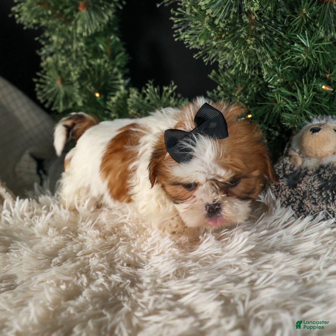 Shih Tzu dogs for sale: ROXY - Ad 10