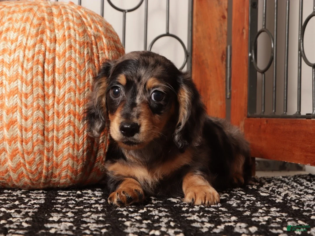 Miniature Dachshund dogs for sale: Chai - Sweet Mini Dachshund ACA  - Ad 2