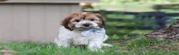 Cockapoo dogs for sale: Adin - Ad 6