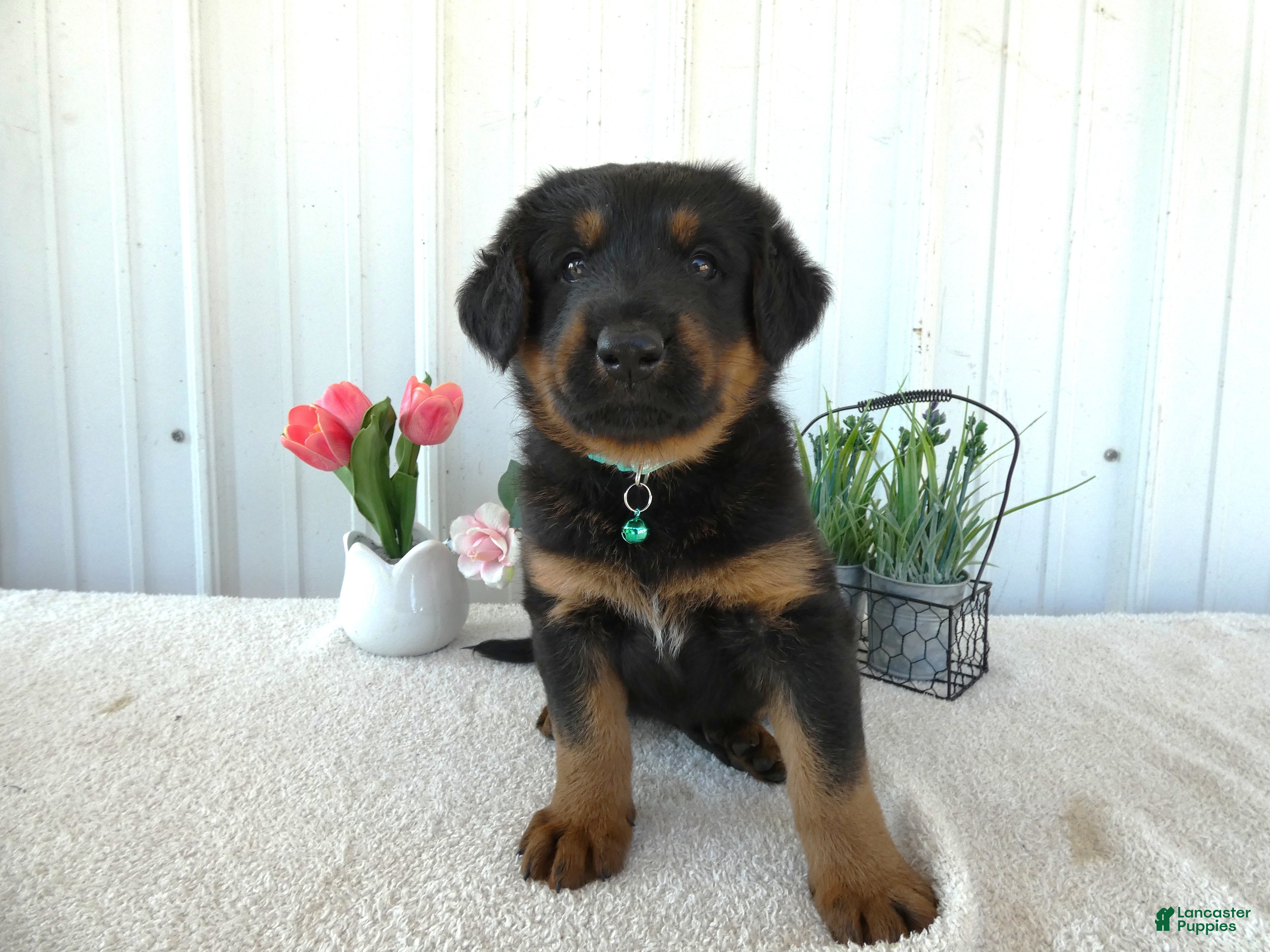 Mixed Breed dogs Mixed Breed 1 Sasha - Ad 14