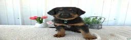 Mixed Breed dogs for sale: Mixed Breed 1 Sasha - Ad 1
