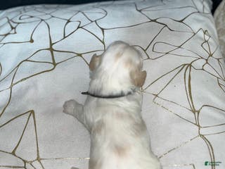 Shih Tzu dogs Maple - Ad 30