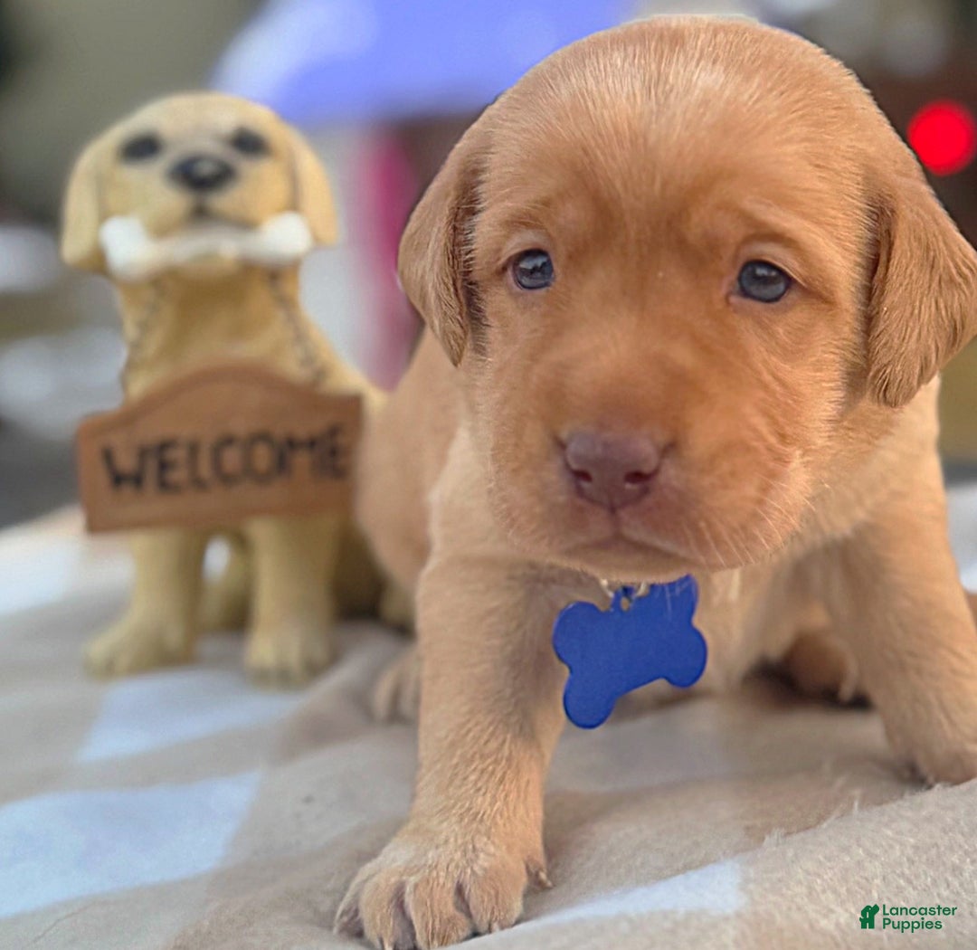 Labrador Retriever dogs for sale: Labrador Retriever Puppy 1 - Ad 20