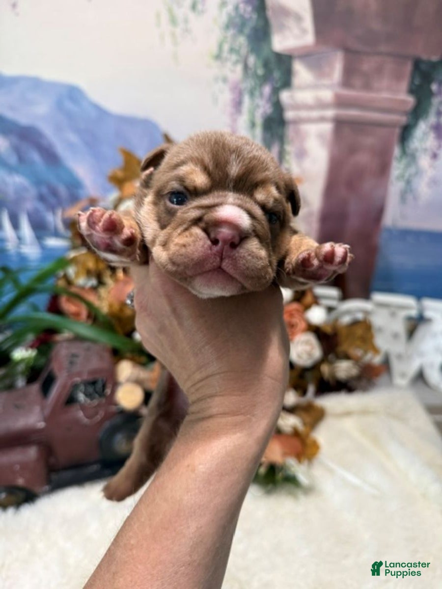 English Bulldog dogs Choc Tri Girl - Ad 1