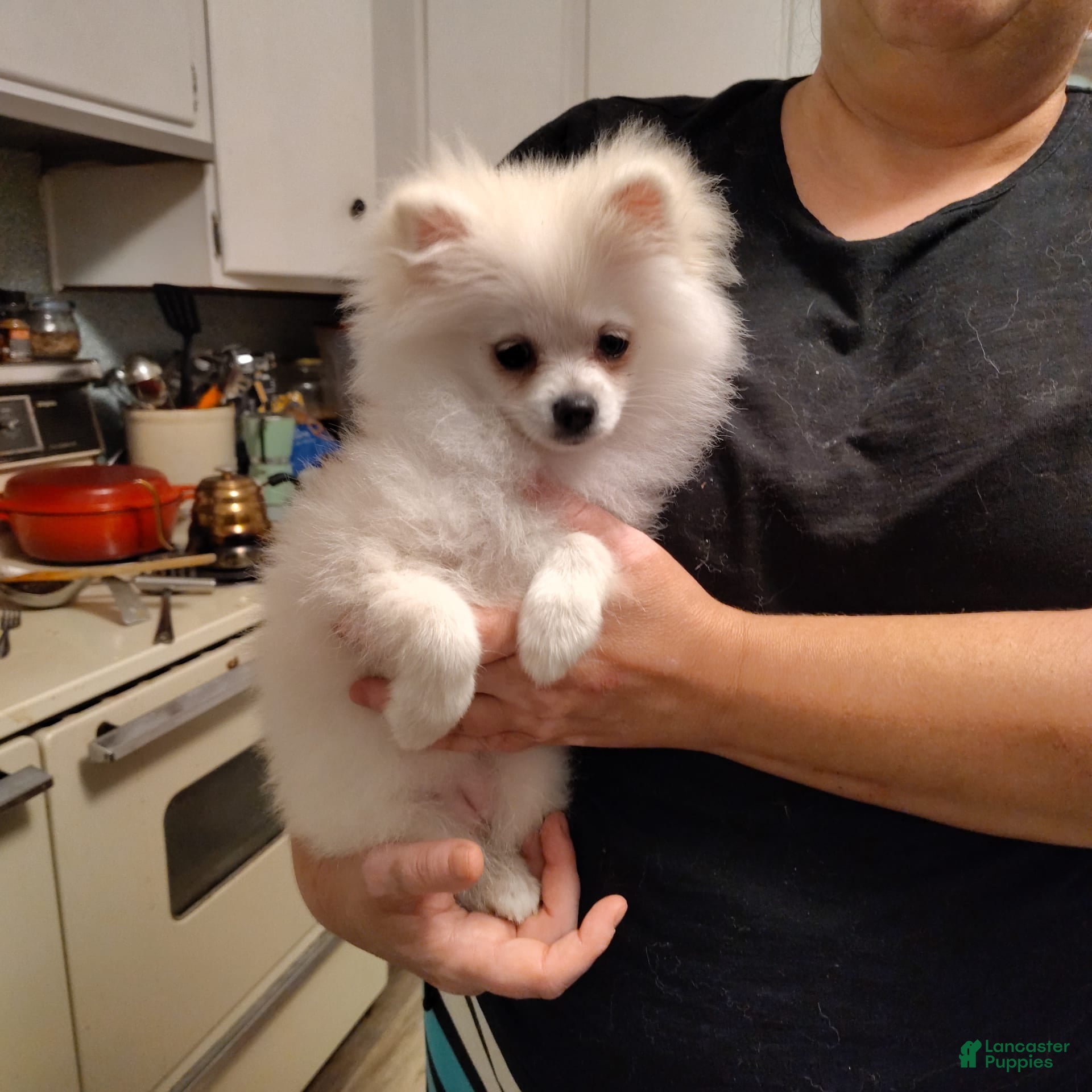 Pomeranian dogs Cecilia - Ad 2