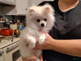 Pomeranian dogs - Ad 4