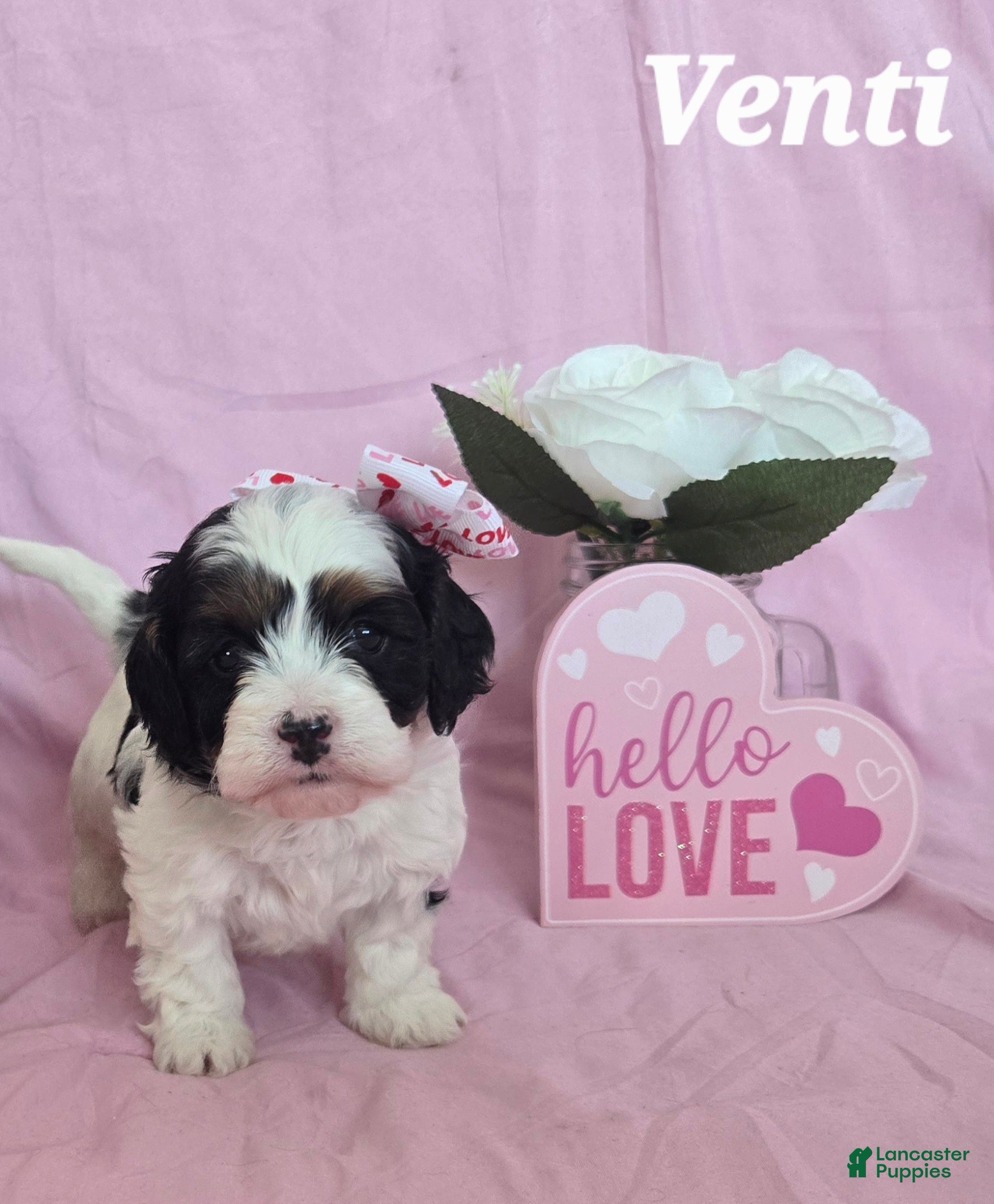 Cavapoo dogs Venti - Ad 2