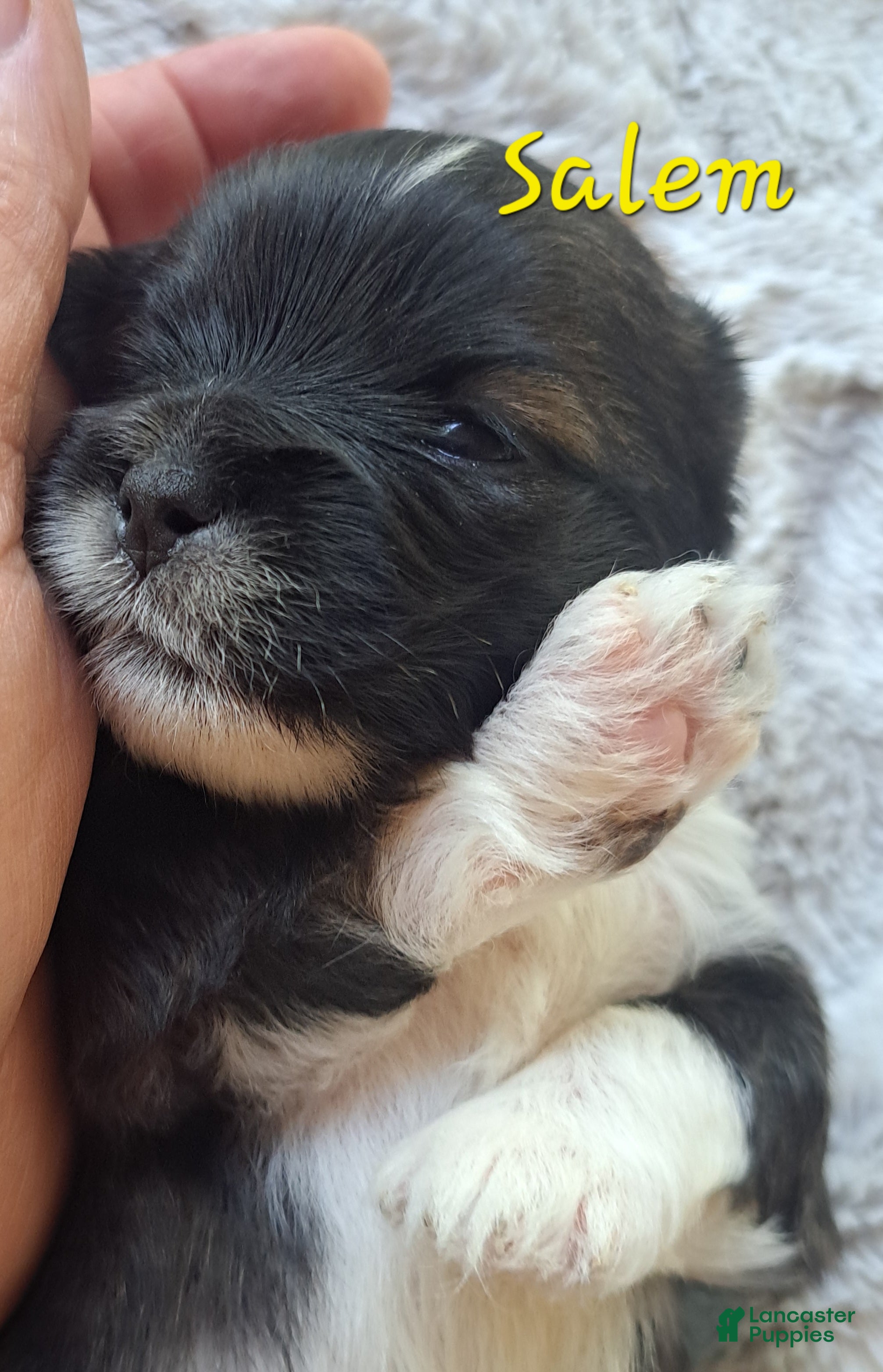 Lhasa Apso dogs for sale: Salem - Ad 2