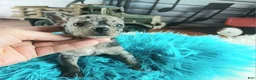 Chihuahua dogs for sale: Mouses blue merle boy - Ad 5