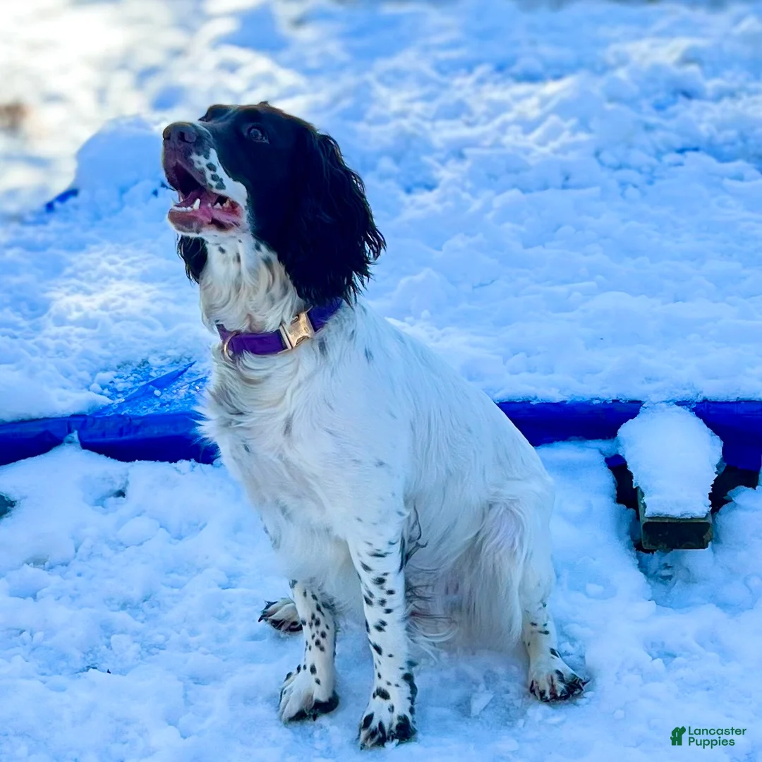 English Springer Spaniel dogs for sale: English Springer Spaniel Puppy 1 - Ad 2