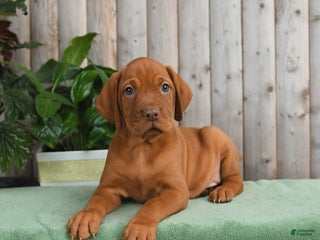 Vizsla dogs - Ad 4