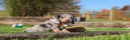 Miniature Dachshund dogs for sale: Willow - Ad 3