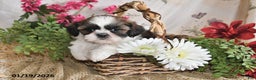 Shih Tzu dogs for sale: Sunshine - Ad 4