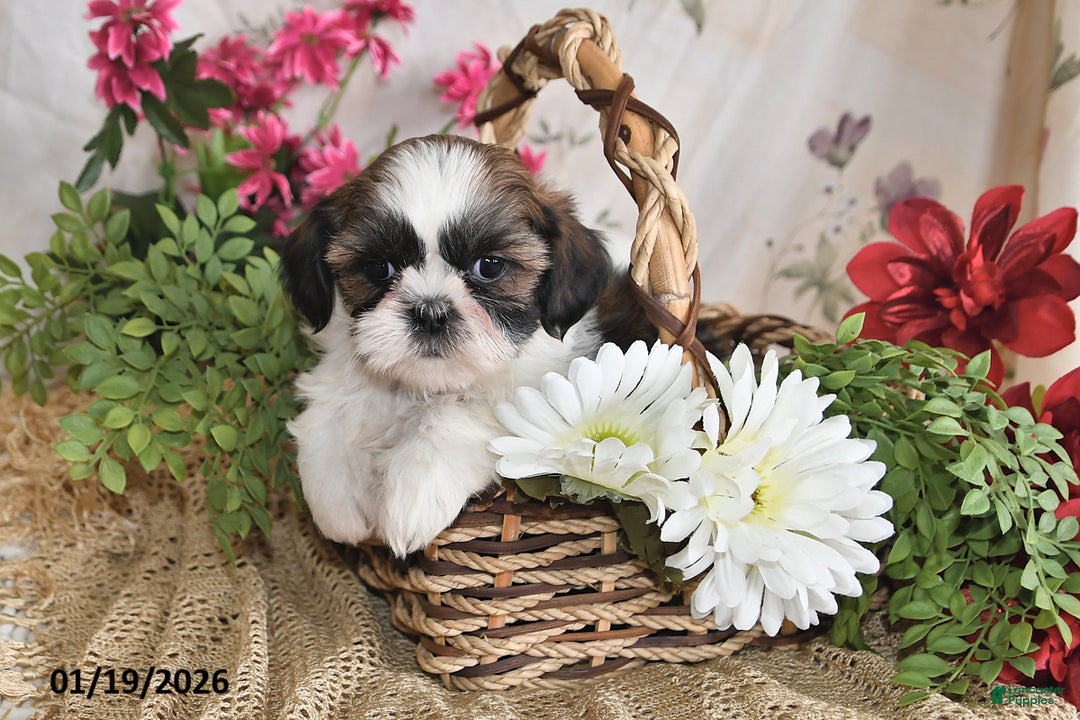 Shih Tzu dogs for sale: Sunshine - Ad 4