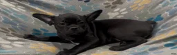 Frug dogs for sale: Ace - Ad 5