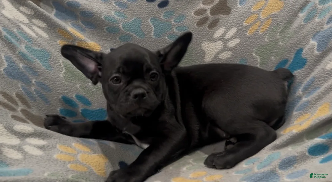 Frug dogs for sale: Ace - Ad 5