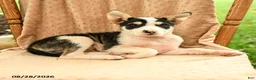 Mixed Breed dogs for sale: Finn - Ad 4